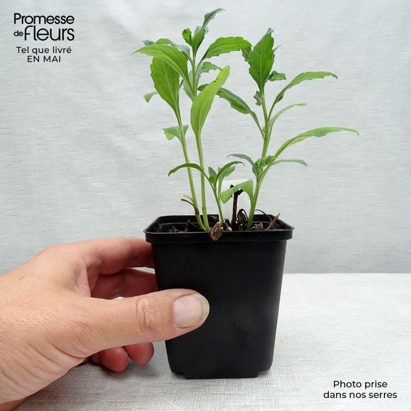 Amostra de Áster ageratoides Ashvi Vaso de 8/9 cm tal como entregue na primavera