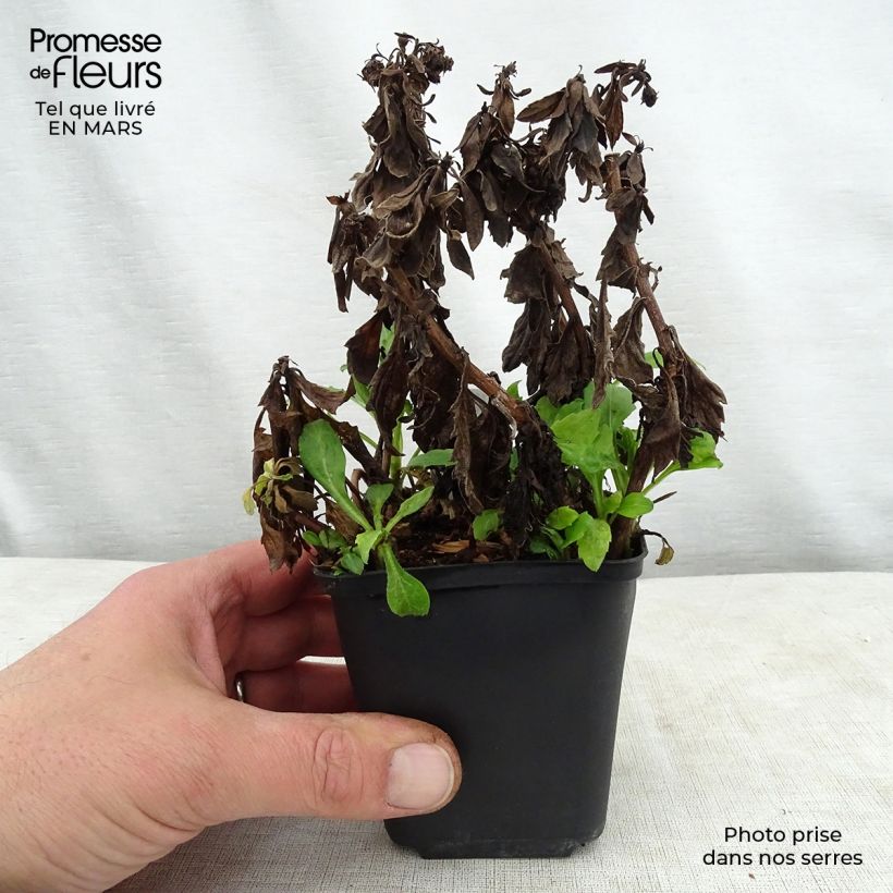 Amostra de Áster ageratoides Asmoe - Áster-anão-de-outono Vaso de 8/9 cm tal como entregue na primavera