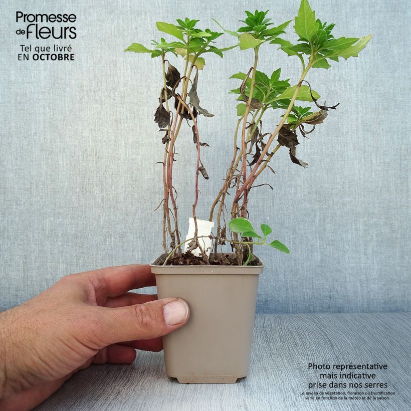 Amostra de Áster ageratoides Asmoe - Áster-anão-de-outono Vaso de 8/9 cm tal como entregue no outono