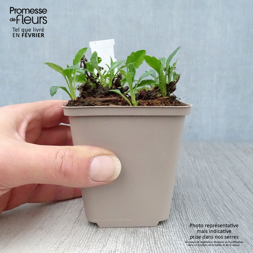 Amostra de Aster ageratoides Asmoe - Aster nain d'automne Vaso de 8/9 cm tal como entregue no inverno