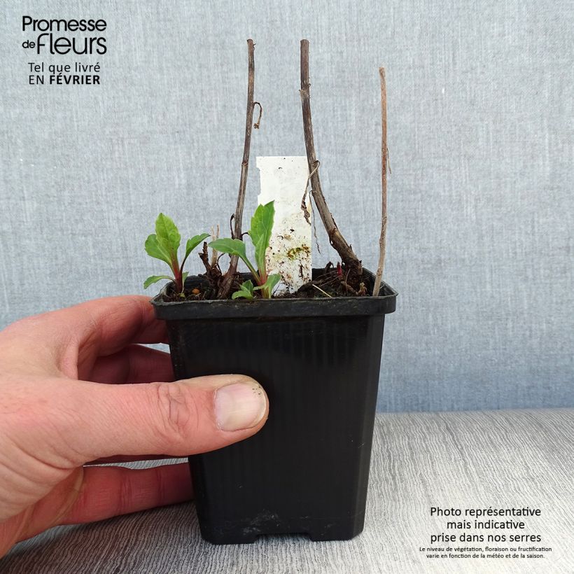 Amostra de Aster ageratoides Asran - Aster grand d'automne Vaso de 8/9 cm tal como entregue no inverno