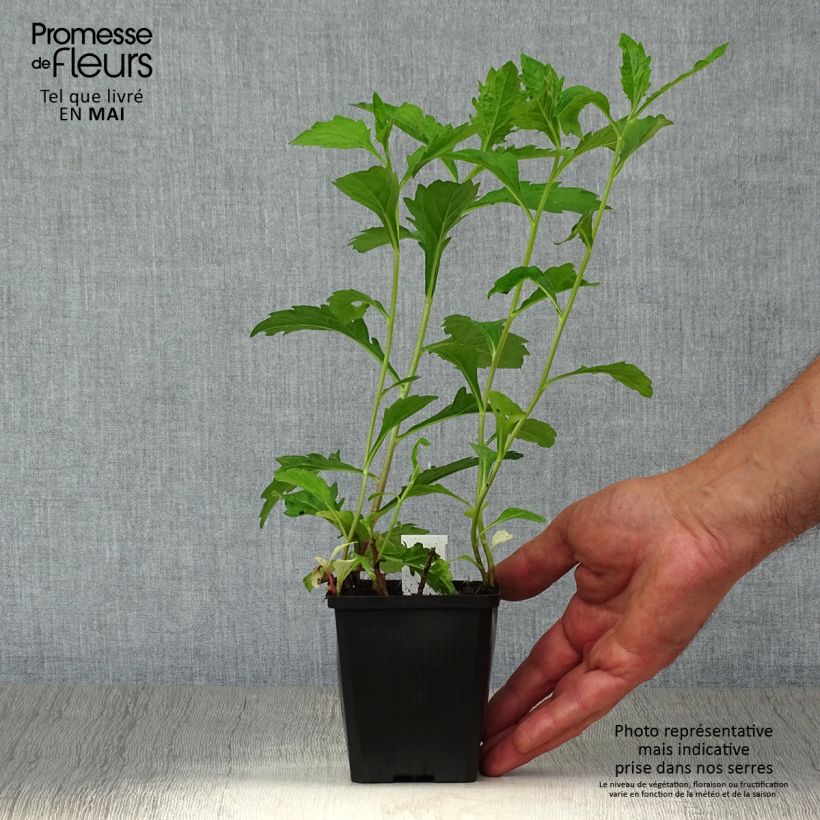 Amostra de Áster ageratoides Asran Vaso de 8/9 cm tal como entregue na primavera