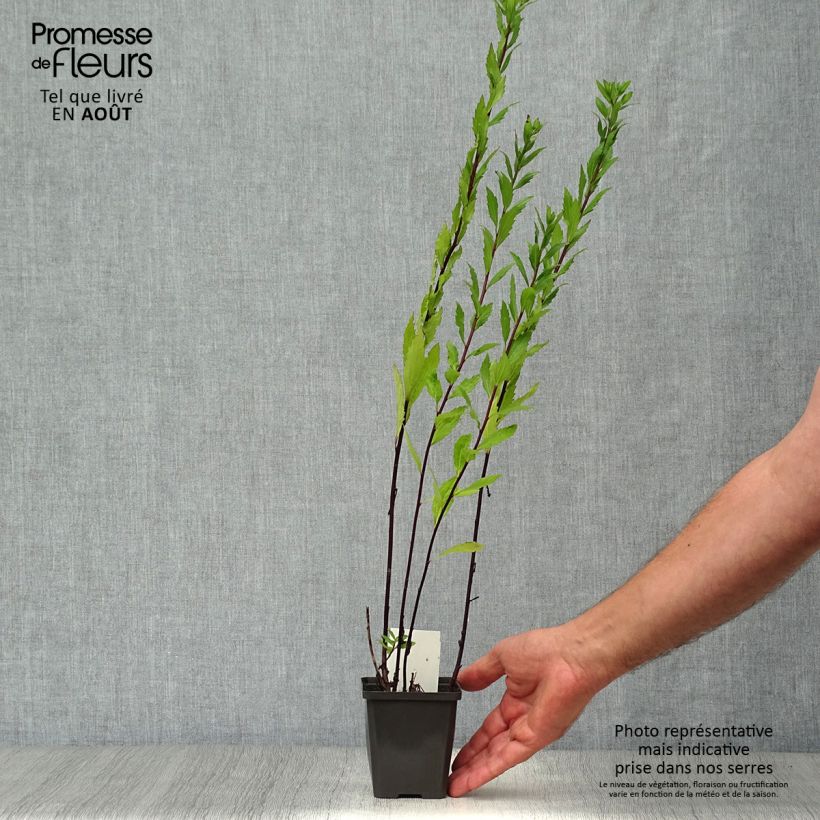 Amostra de Áster ageratoides Ezo Murasaki Vaso de 8/9 cm tal como entregue no verão