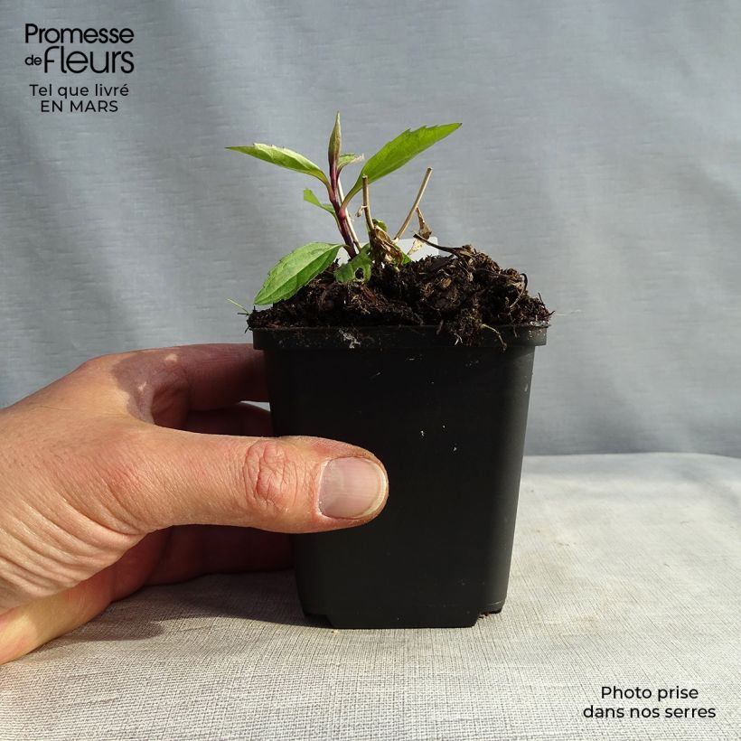 Amostra de Áster ageratoides Ezo Murasaki Vaso de 8/9 cm tal como entregue no inverno