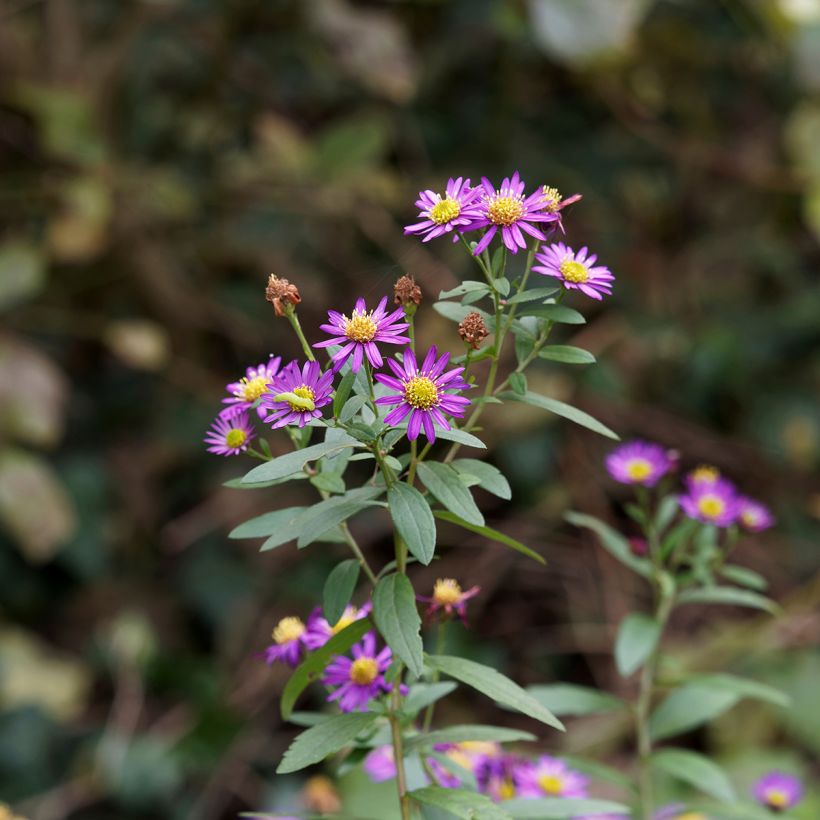 Áster ageratoides Ezo Murasaki (Floração)