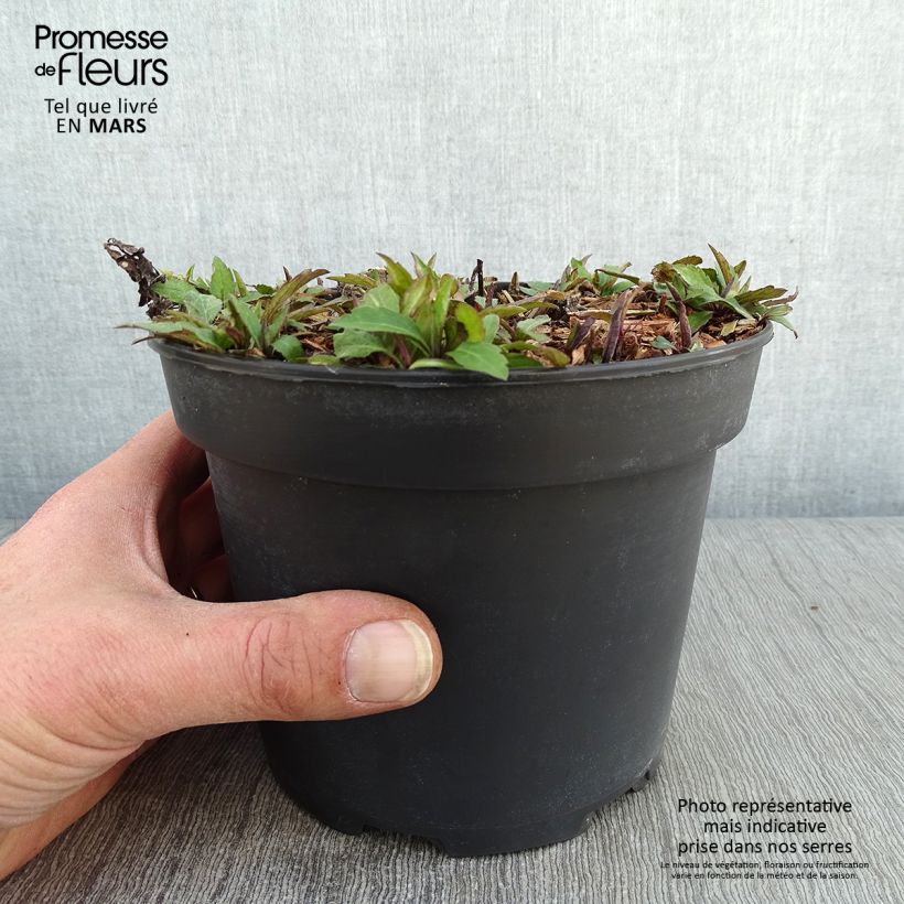 Amostra de Áster ageratoides Ezo Murasaki Vaso de 2 L/3 L tal como entregue no inverno