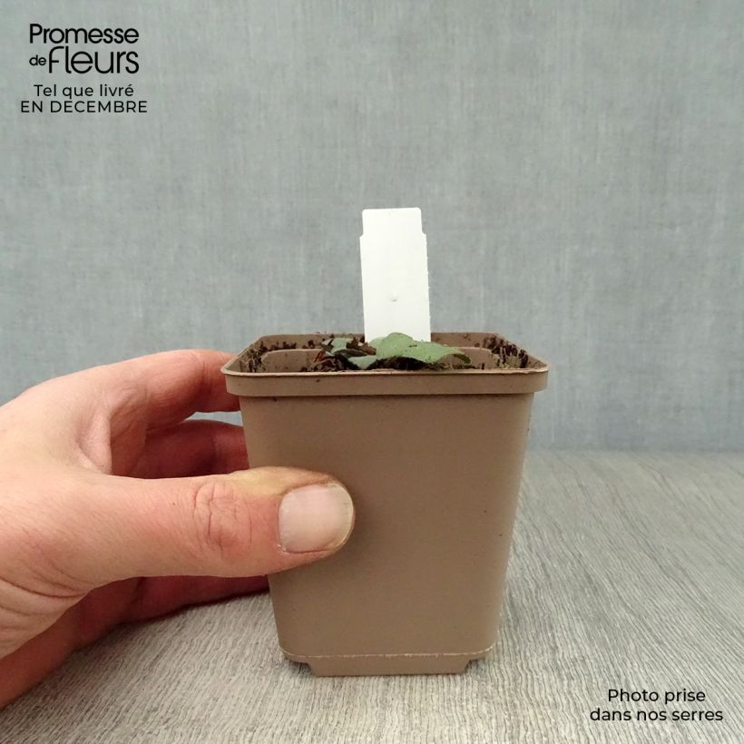 Amostra de Áster ageratoides Harry Schmidt - Áster-anão-de-outono Vaso de 8/9 cm tal como entregue no inverno