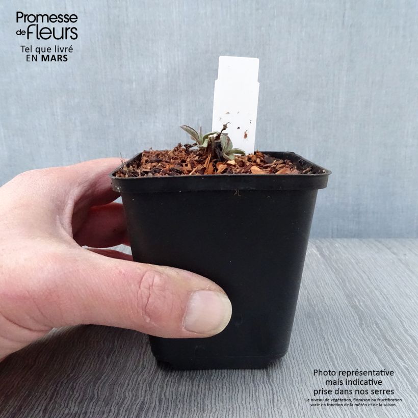 Amostra de Áster ageratoides Harry Schmidt - Áster-anão-de-outono Vaso de 8/9 cm tal como entregue na primavera