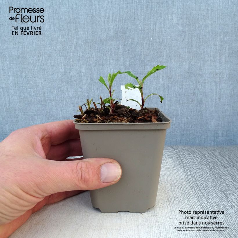 Amostra de Aster ageratoides Stardust Vaso de 8/9 cm tal como entregue no inverno