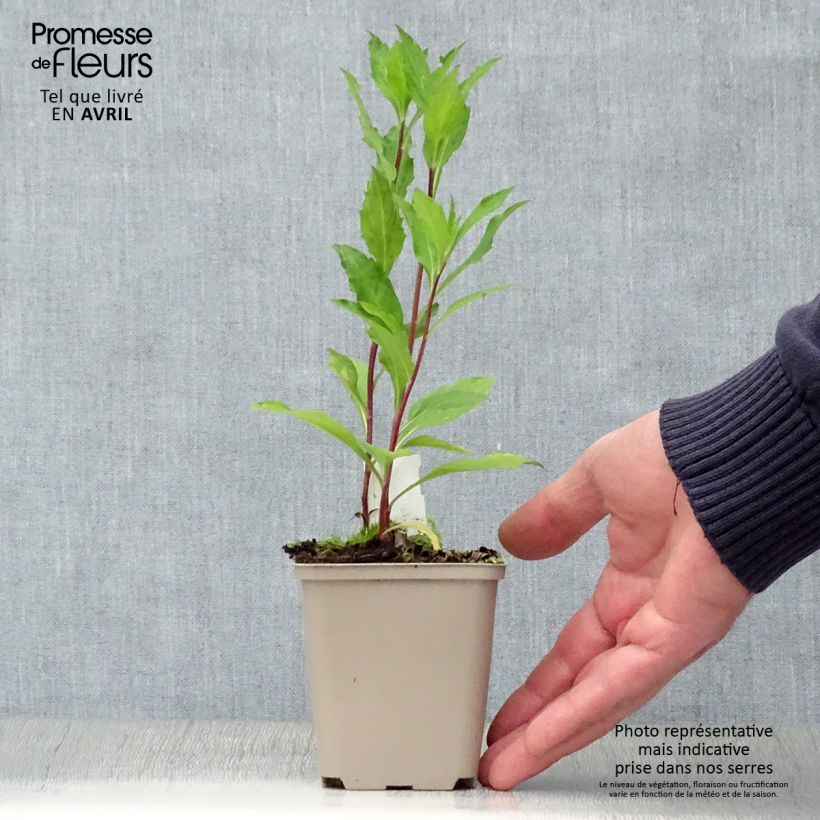 Amostra de Áster ageratoides Stardust Vaso de 8/9 cm tal como entregue na primavera