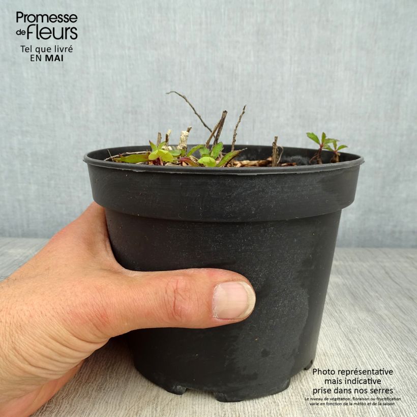 Amostra de Áster ageratoides Stardust Vaso de 2 L/3 L tal como entregue na primavera