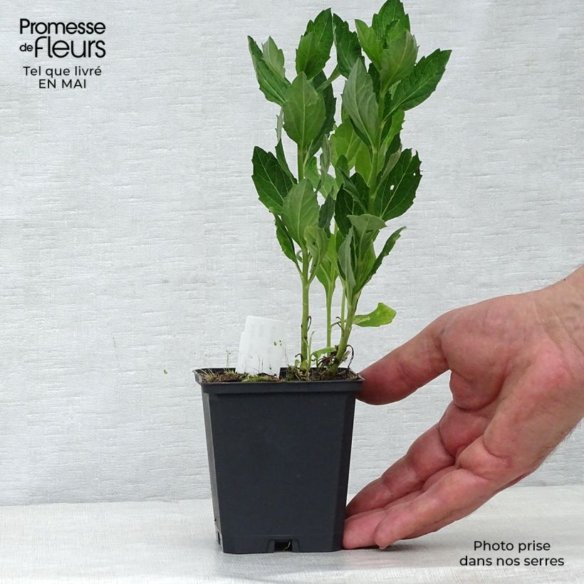 Amostra de Áster ageratoides Starshine Vaso de 8/9 cm tal como entregue na primavera