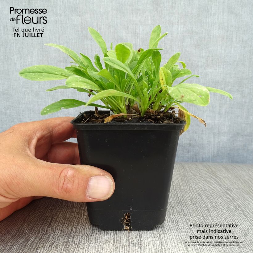 Amostra de Áster alpinus Albus - Áster Alpino Branco Vaso de 8/9 cm tal como entregue no verão