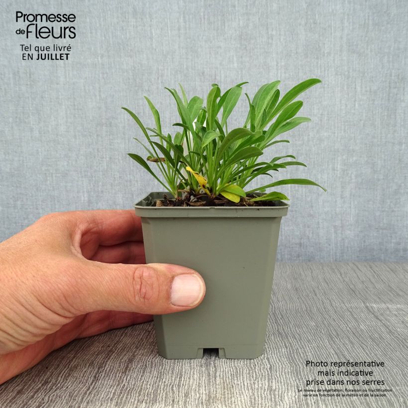 Amostra de Áster alpinus Dark Beautiful - Áster Alpino Azul Vaso de 8/9 cm tal como entregue no verão