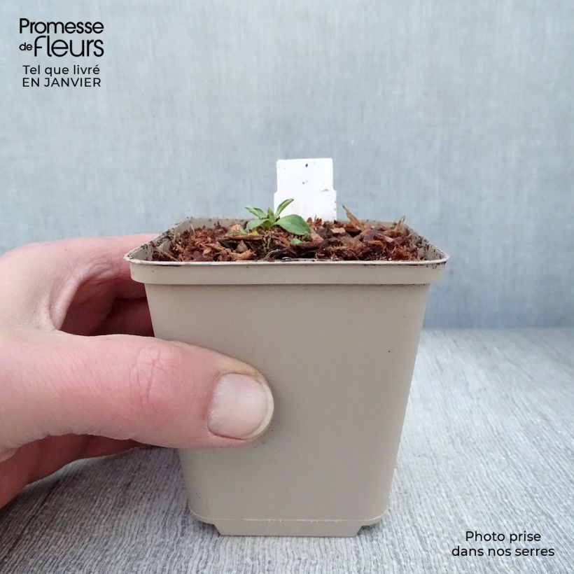 Amostra de Áster alpinus Dark Beautiful - Áster Alpino Azul Vaso de 8/9 cm tal como entregue no inverno