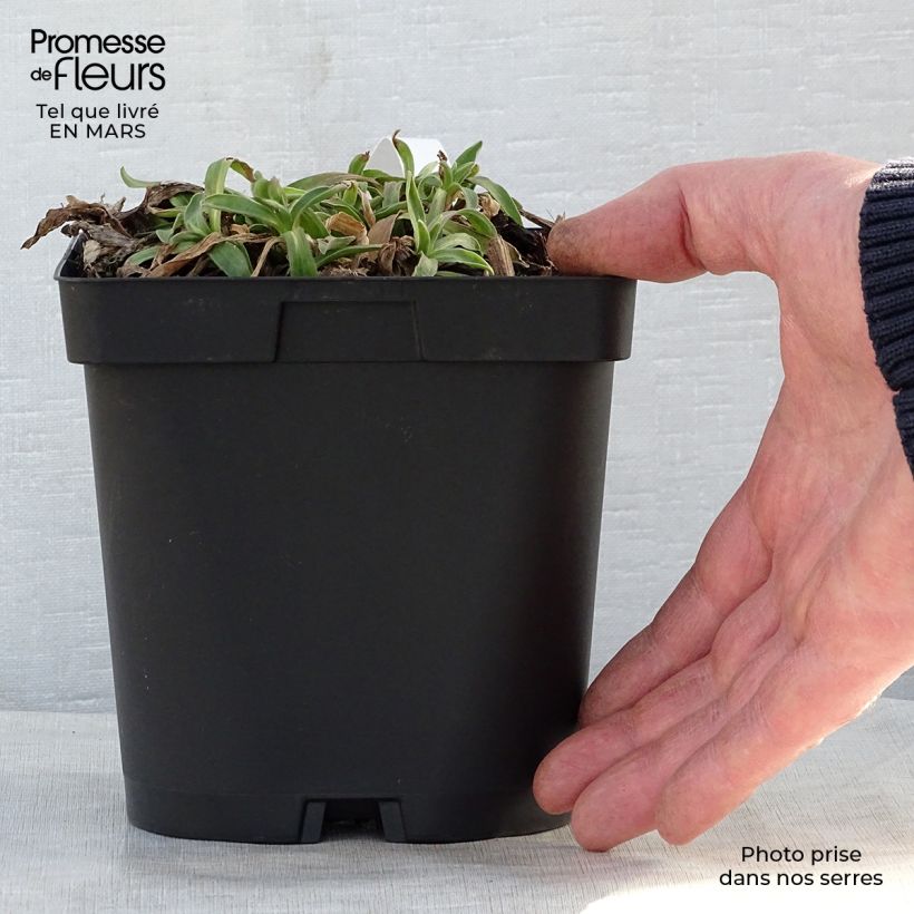 Amostra de Áster alpinus Dark Beautiful - Áster Alpino Azul Vaso de 2 L/3 L tal como entregue na primavera