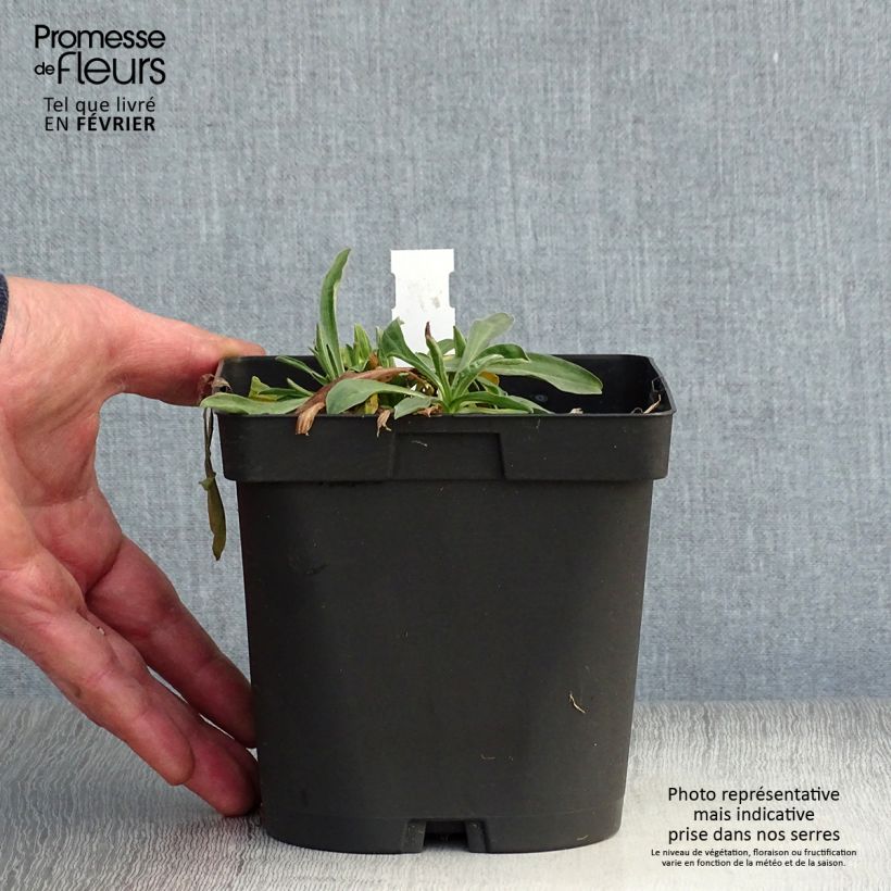 Amostra de Áster alpinus Dark Beautiful - Áster Alpino Azul Vaso de 2 L/3 L tal como entregue no inverno