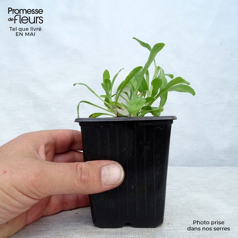 Amostra de Áster alpinus Dark Beautiful - Áster Alpino Azul Vaso de 8/9 cm tal como entregue na primavera