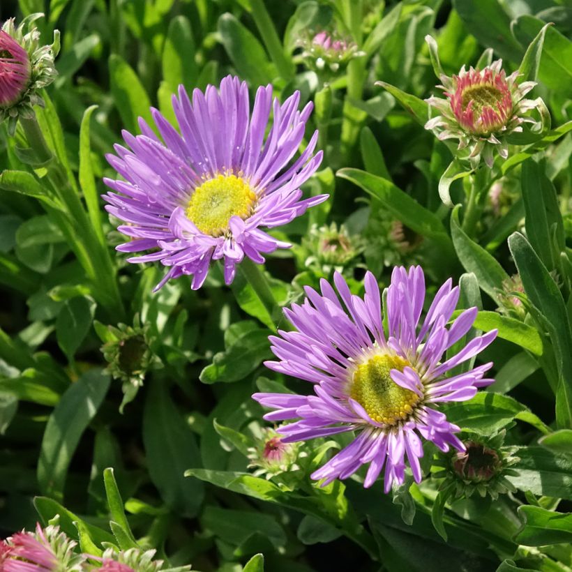 Áster alpinus Goliath - Áster Alpino (Floração)