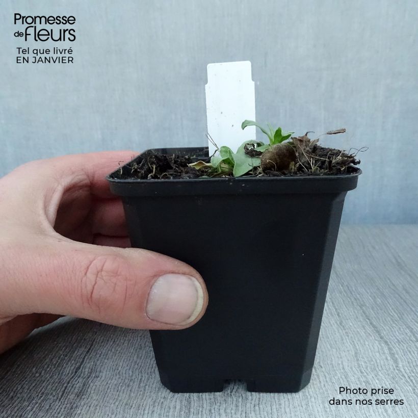 Amostra de Aster alpinus Goliath - Aster des Alpes Vaso de 8/9 cm tal como entregue no inverno