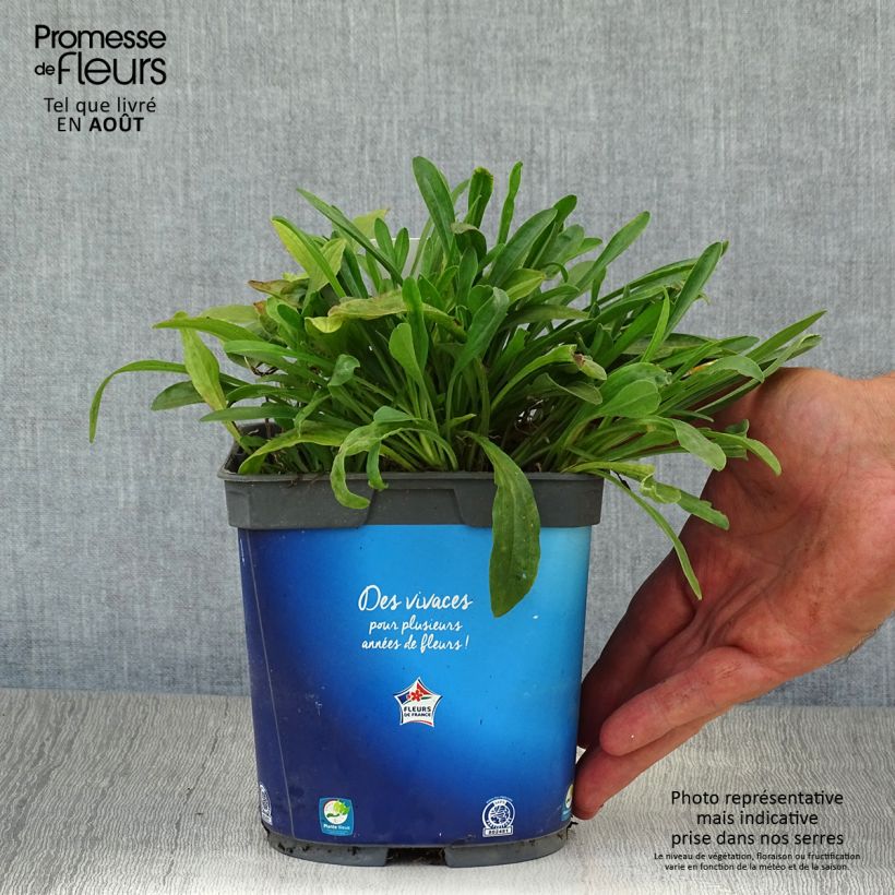 Amostra de Áster alpinus Goliath - Áster Alpino Vaso de 2 L/3 L tal como entregue no verão