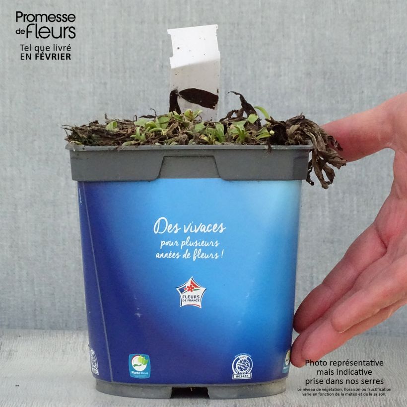 Amostra de Aster alpinus Goliath - Aster des Alpes Vaso de 2 L/3 L tal como entregue no inverno