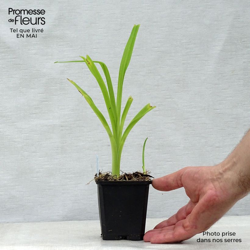 Amostra de Áster alpinus Goliath - Áster Alpino Vaso de 8/9 cm tal como entregue na primavera