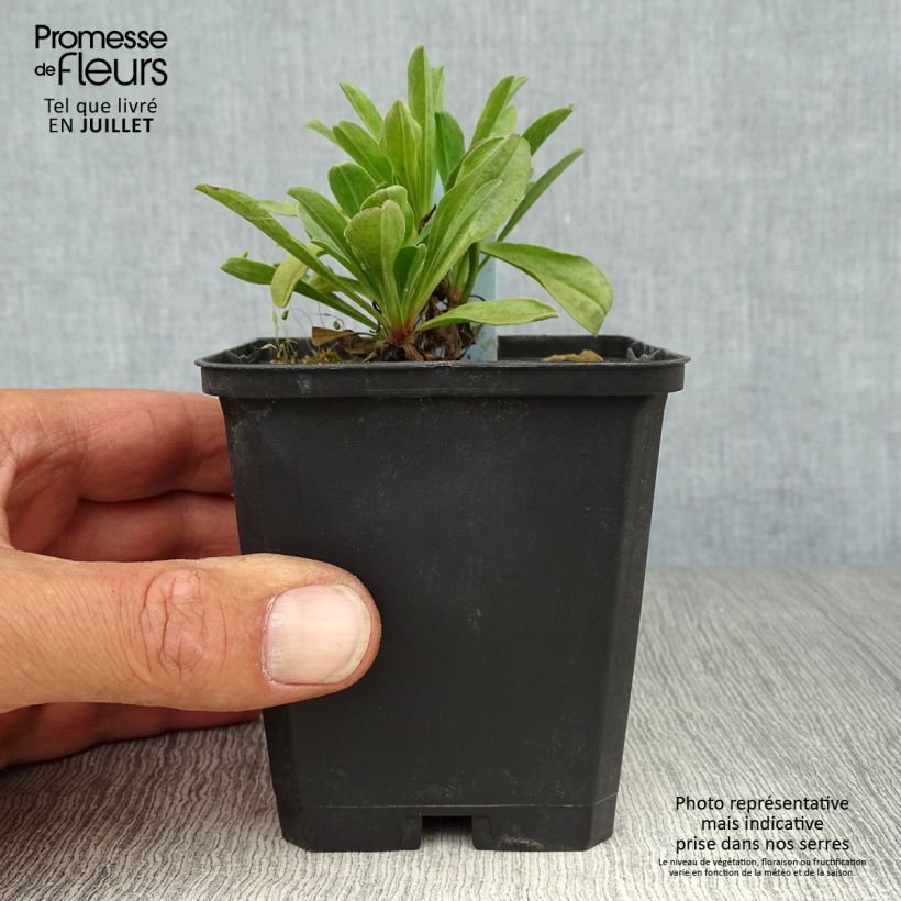 Amostra de Áster alpinus Happy End - Áster Alpino Rosa Vaso de 8/9 cm tal como entregue no verão