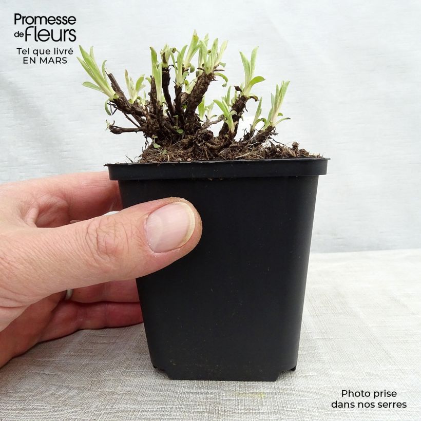 Amostra de Áster alpinus Happy End - Áster Alpino Rosa Vaso de 8/9 cm tal como entregue na primavera