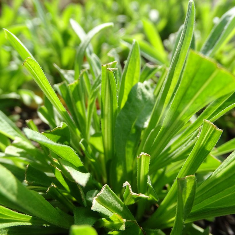 Áster alpinus Pinkie - Áster Alpino (Folhagem)