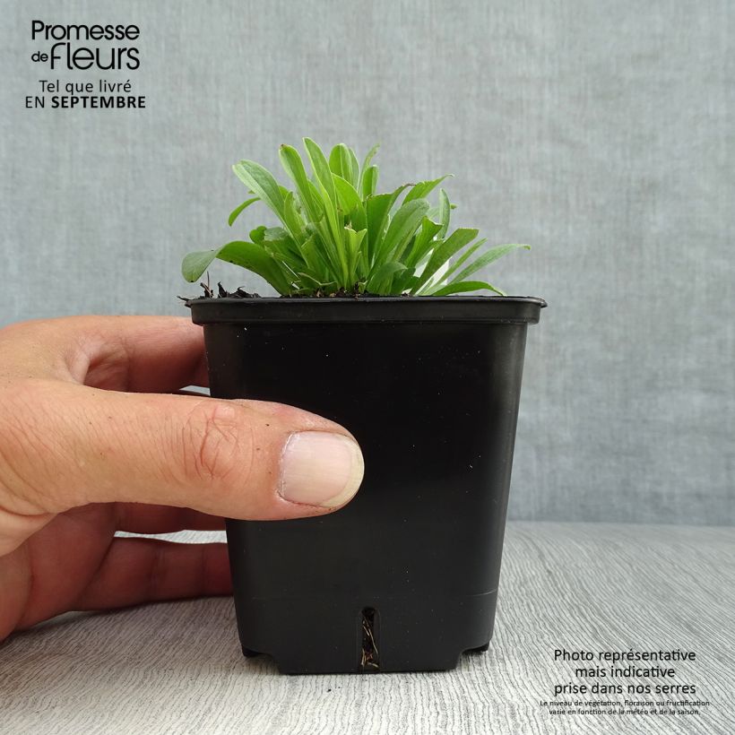 Amostra de Áster alpinus Pinkie - Áster Alpino Vaso de 8/9 cm tal como entregue no outono