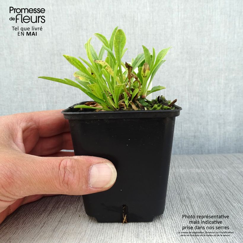Amostra de Áster alpinus Pinkie - Áster Alpino Vaso de 8/9 cm tal como entregue na primavera