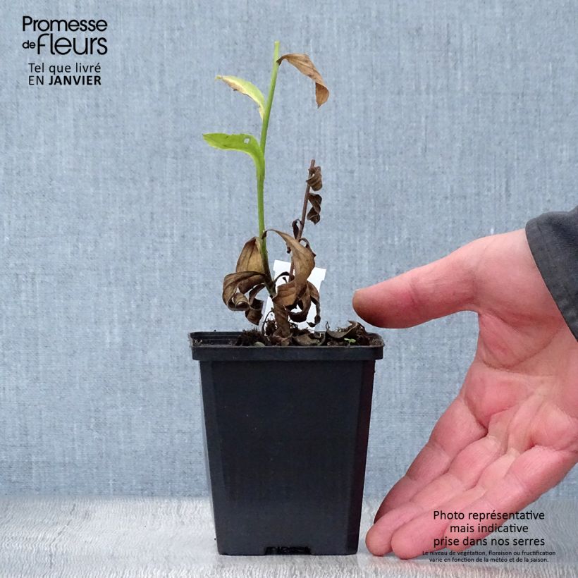 Amostra de Aster amellus Blue King - Oeil du Christ Godet de 8/9 cm tal como entregue no inverno