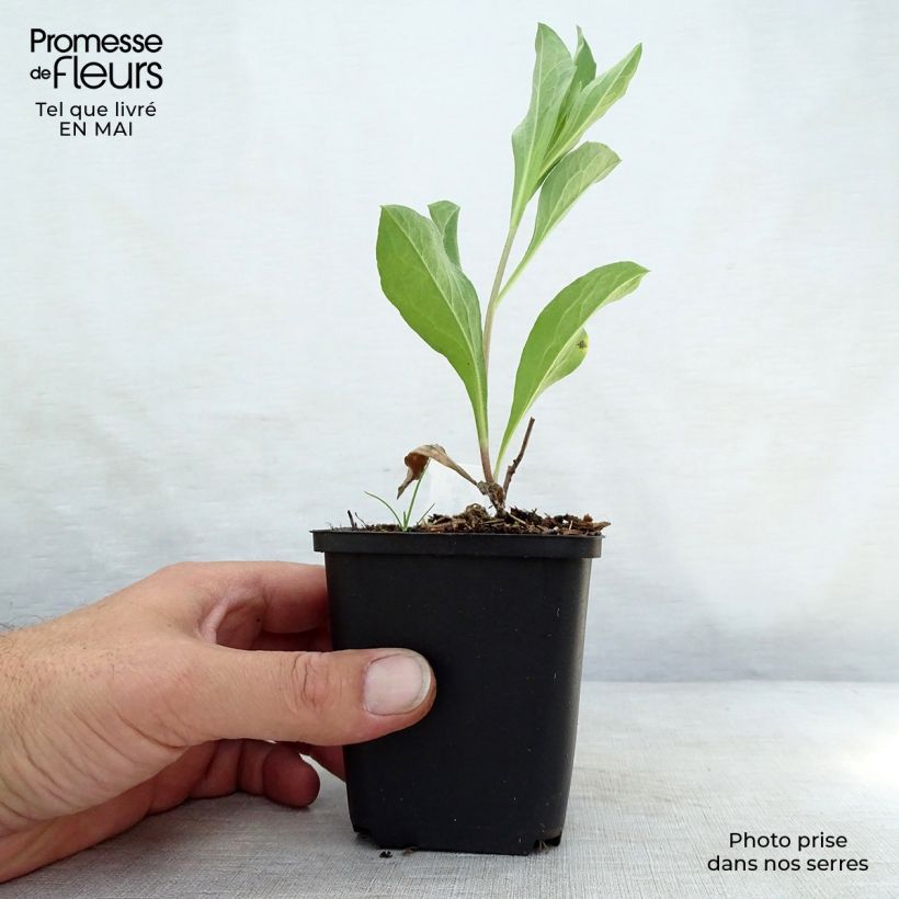 Amostra de Áster amellus Blue King - Olho de Cristo Vaso de 8/9 cm tal como entregue na primavera