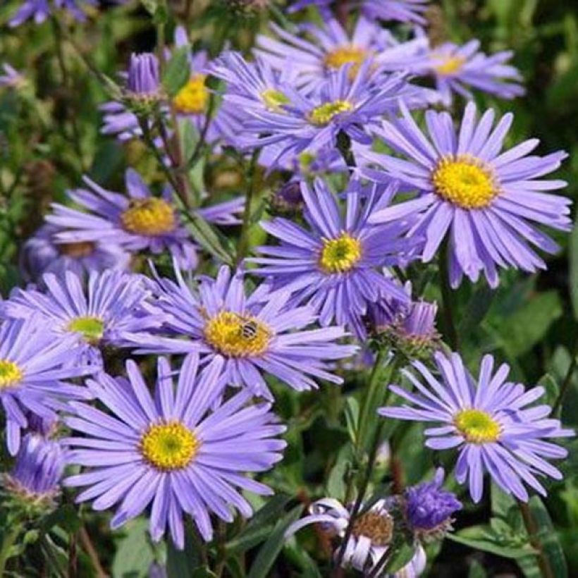 Aster amellus Dr Otto Petschek - Áster de verão (Floração)