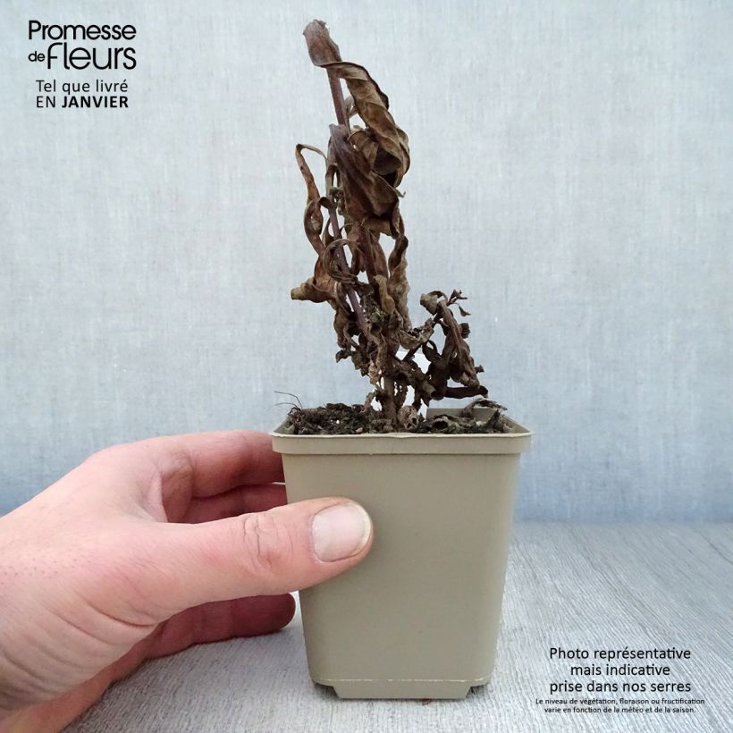 Amostra de Áster amellus King George - Olho de Cristo Vaso de 8/9 cm tal como entregue no inverno