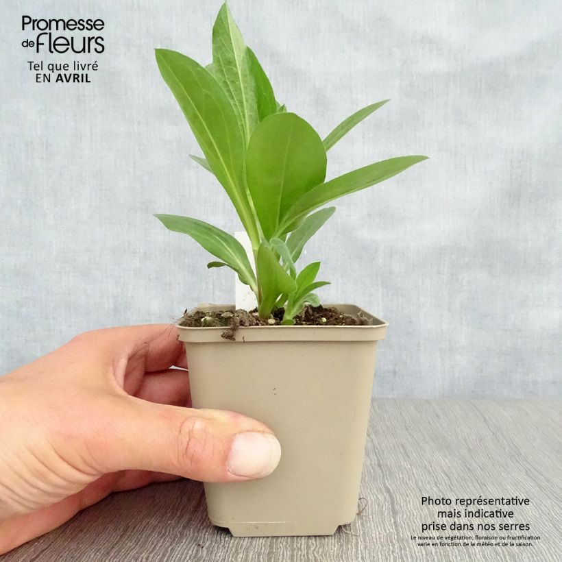 Amostra de Áster amellus King George - Olho de Cristo Vaso de 8/9 cm tal como entregue na primavera