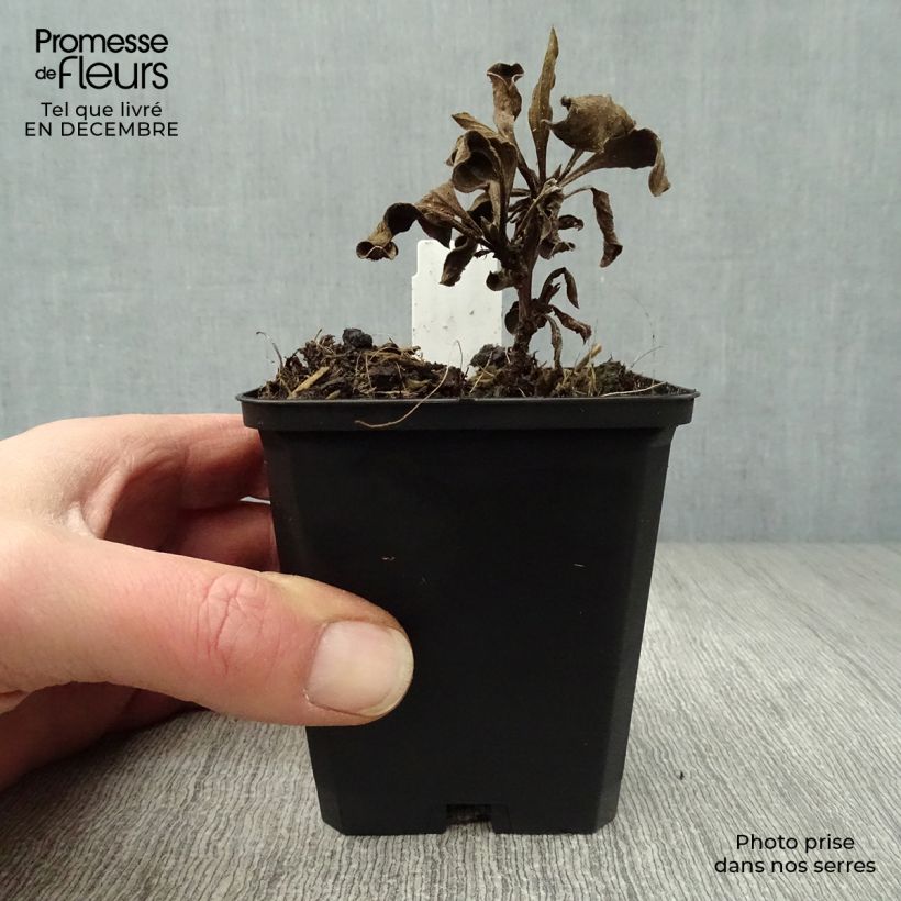 Amostra de Aster amellus Rosa Erfüllung - Aster d'été Vaso de 8/9 cm tal como entregue no inverno