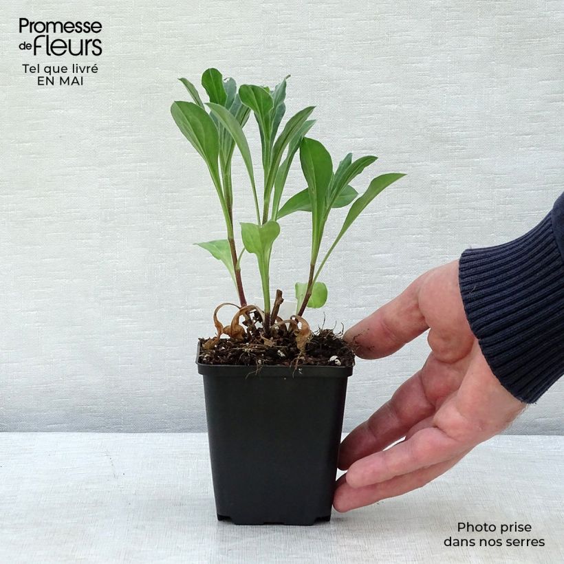 Amostra de Áster amellus Rosa Erfüllung Vaso de 8/9 cm tal como entregue na primavera