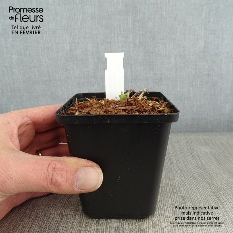 Amostra de Áster amellus Rudolf Goethe - Olho de Cristo Vaso de 8/9 cm tal como entregue no inverno