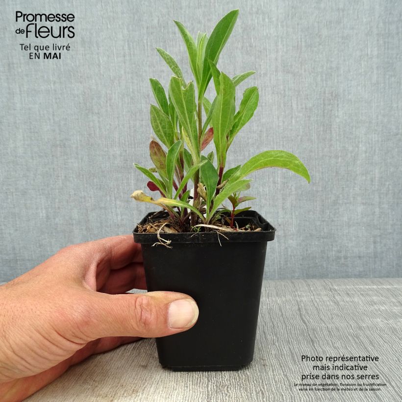 Amostra de Áster amellus Rudolf Goethe - Olho de Cristo Vaso de 8/9 cm tal como entregue na primavera