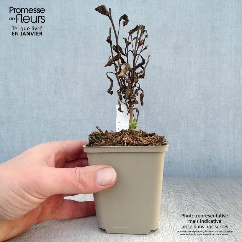 Amostra de Aster amellus Sonia - Oeil du Christ Vaso de 8/9 cm tal como entregue no inverno