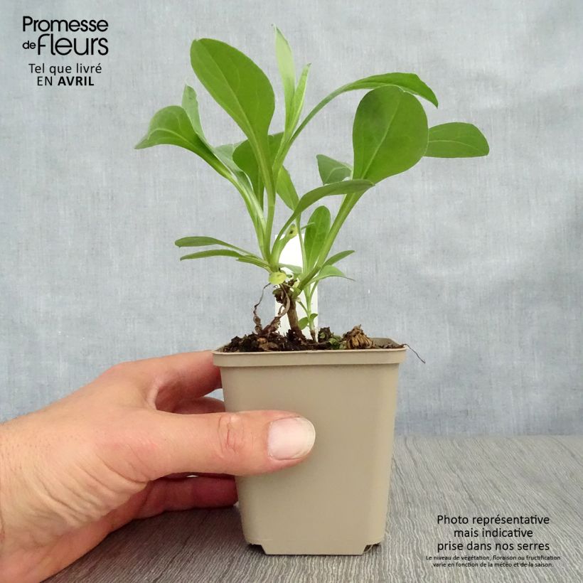 Amostra de Áster amellus Sonia - Olho de Cristo Vaso de 8/9 cm tal como entregue na primavera