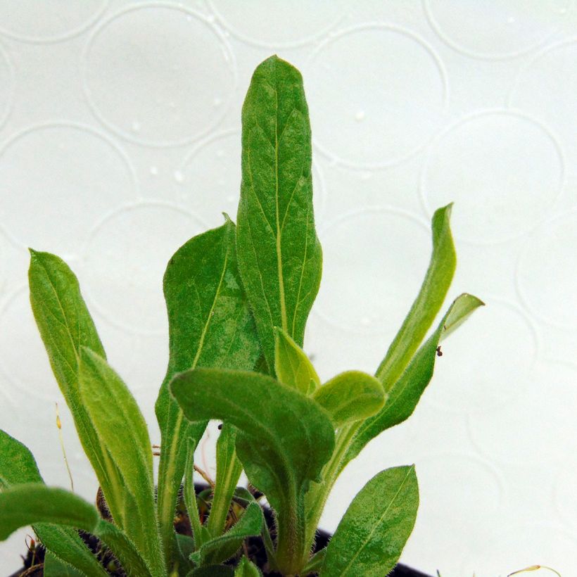 Áster amellus Sonora - Áster de verão (Folhagem)