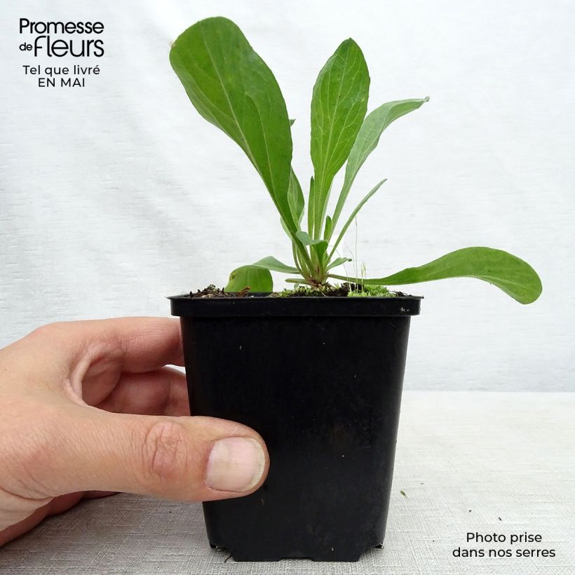 Amostra de Áster amellus Veilchenkönigin Violet Queen - Áster de outono Vaso de 8/9 cm tal como entregue na primavera