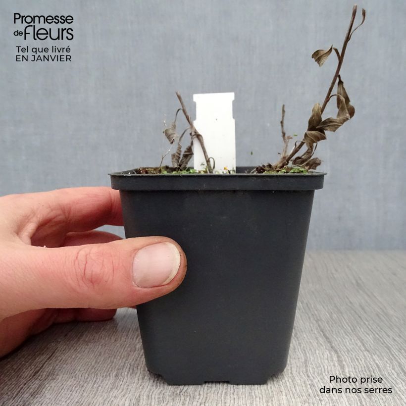 Amostra de Aster amellus Veilchenkönigin Violet Queen - Aster d'automne Vaso de 8/9 cm tal como entregue no inverno