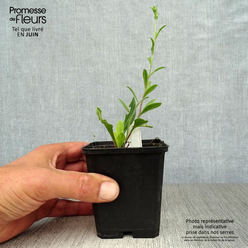 Amostra de Áster amellus Veilchenkönigin Violet Queen - Áster de outono Vaso de 8/9 cm tal como entregue no verão