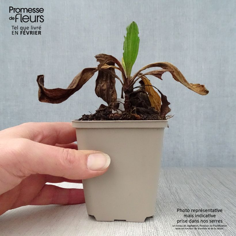 Amostra de Oeil de Christ Grunder - Aster amellus Grunder Vaso de 8/9 cm tal como entregue no inverno