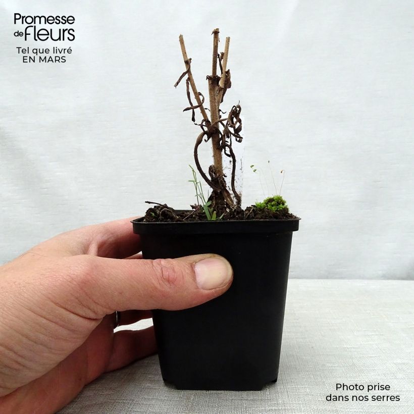 Amostra de Áster amethystinus Kylie Vaso de 8/9 cm tal como entregue na primavera