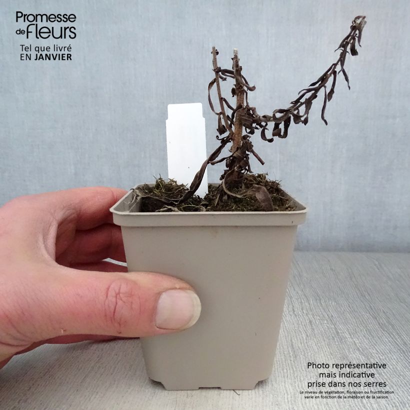 Amostra de Aster amethystinus Kylie Vaso de 8/9 cm tal como entregue no inverno